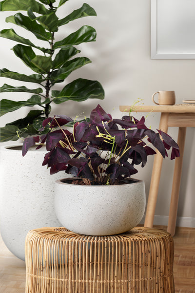 Planters